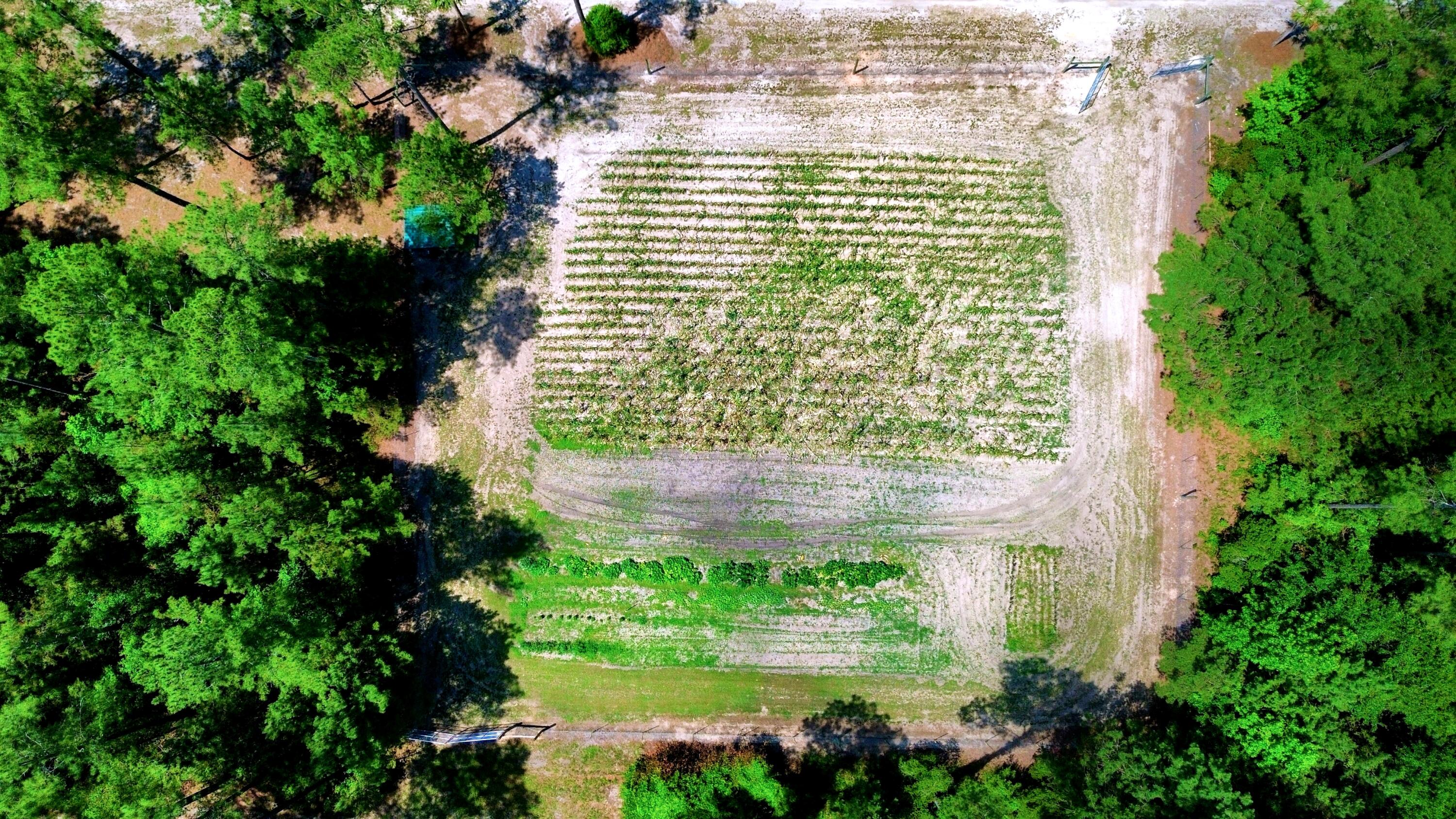 1970 Cross Swamp Road Islandton, SC 29929 - Photo 47 of 150