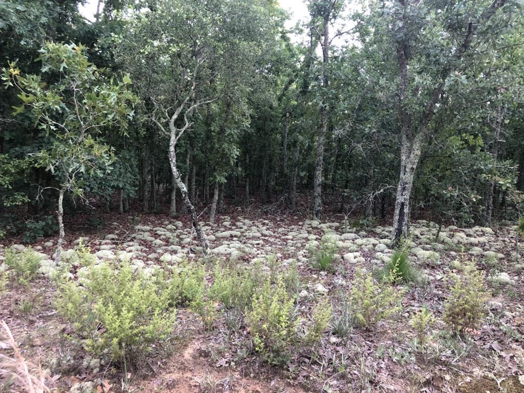 409 Webbs Pond Road Williston, SC 29853 - Photo 1 of 1