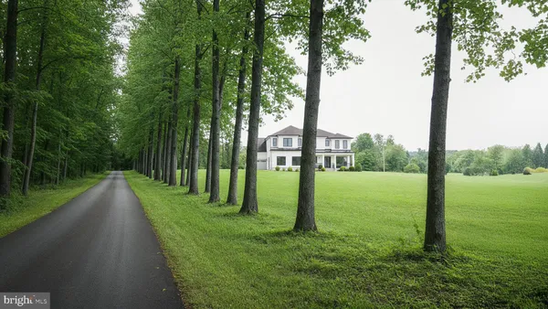 a view of a park with large trees