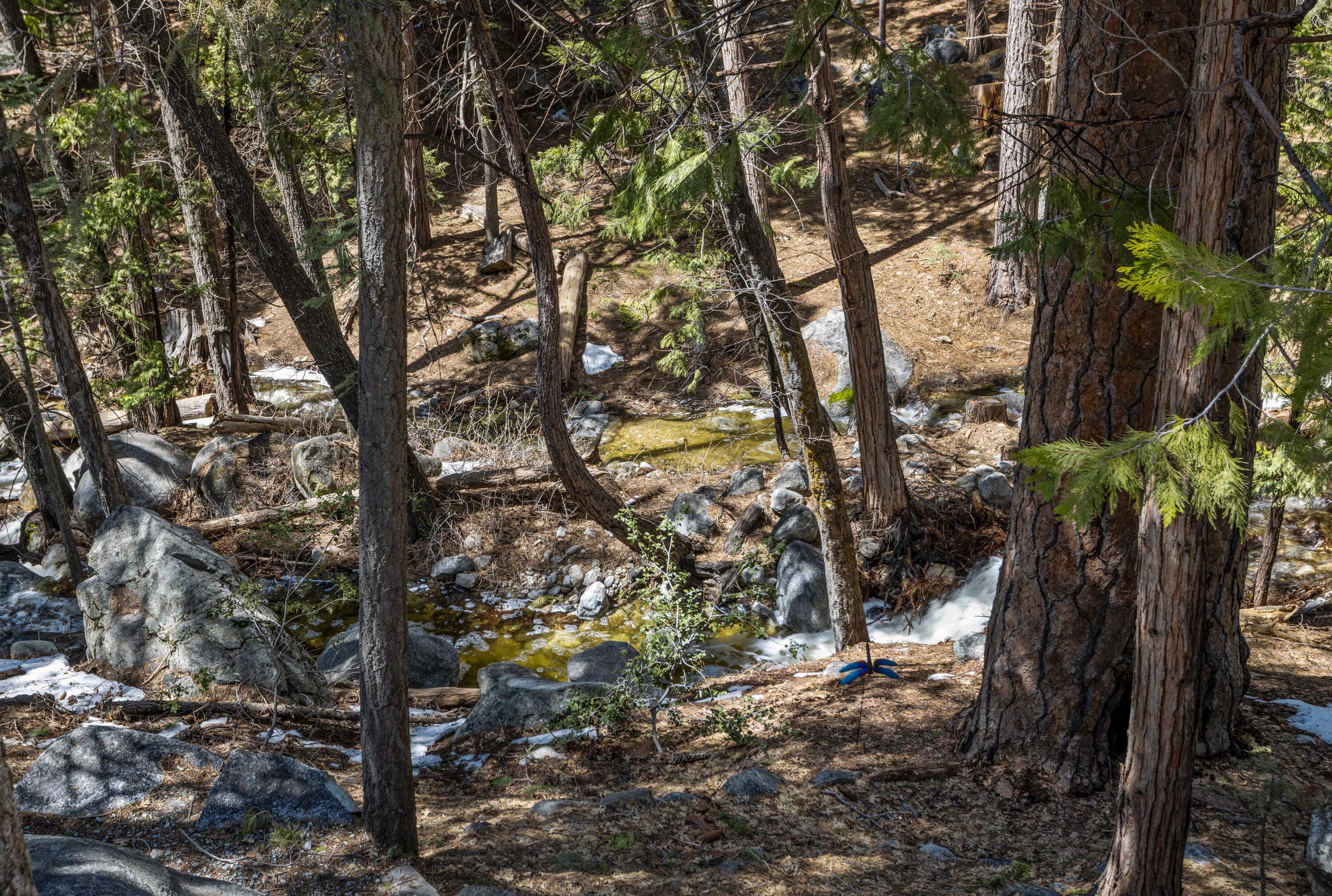 24581 Fern Valley Road Idyllwild, CA 92549 - Photo 43 of 45 a view of tree