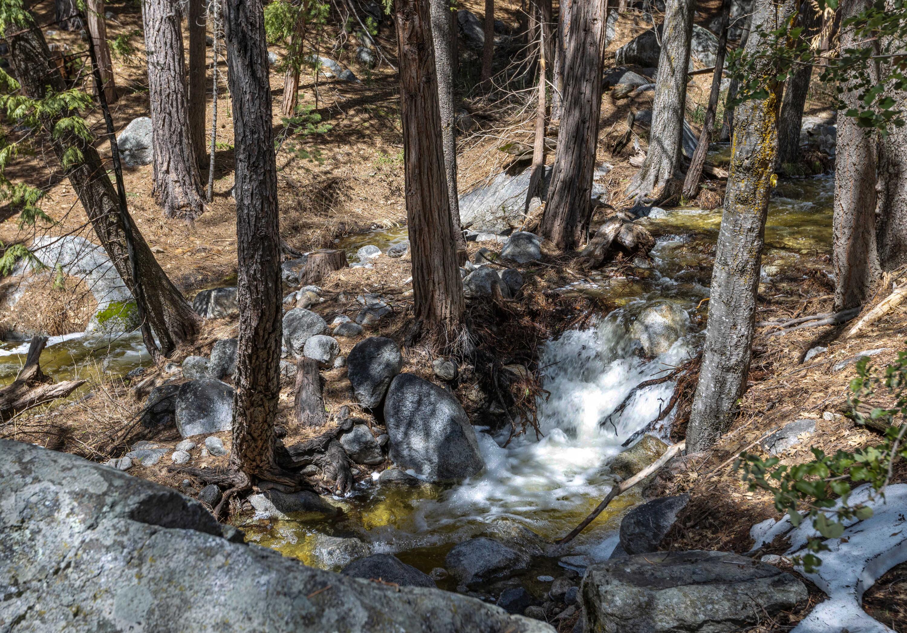 24581 Fern Valley Road Idyllwild, CA 92549 - Photo 44 of 45 a picture of tree
