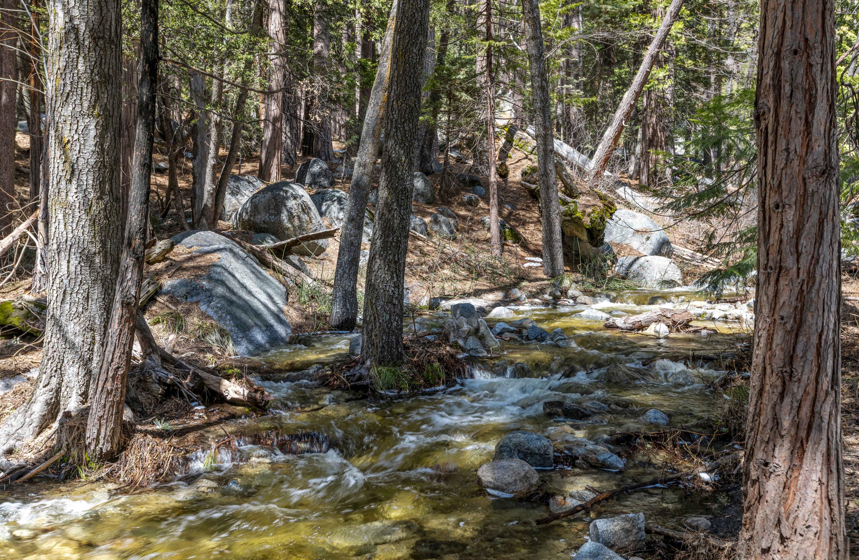 24581 Fern Valley Road Idyllwild, CA 92549 - Photo 45 of 45 a view of a forest filled with trees