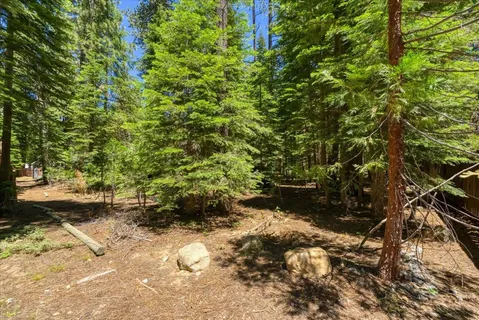 a view of a yard with plants and large trees