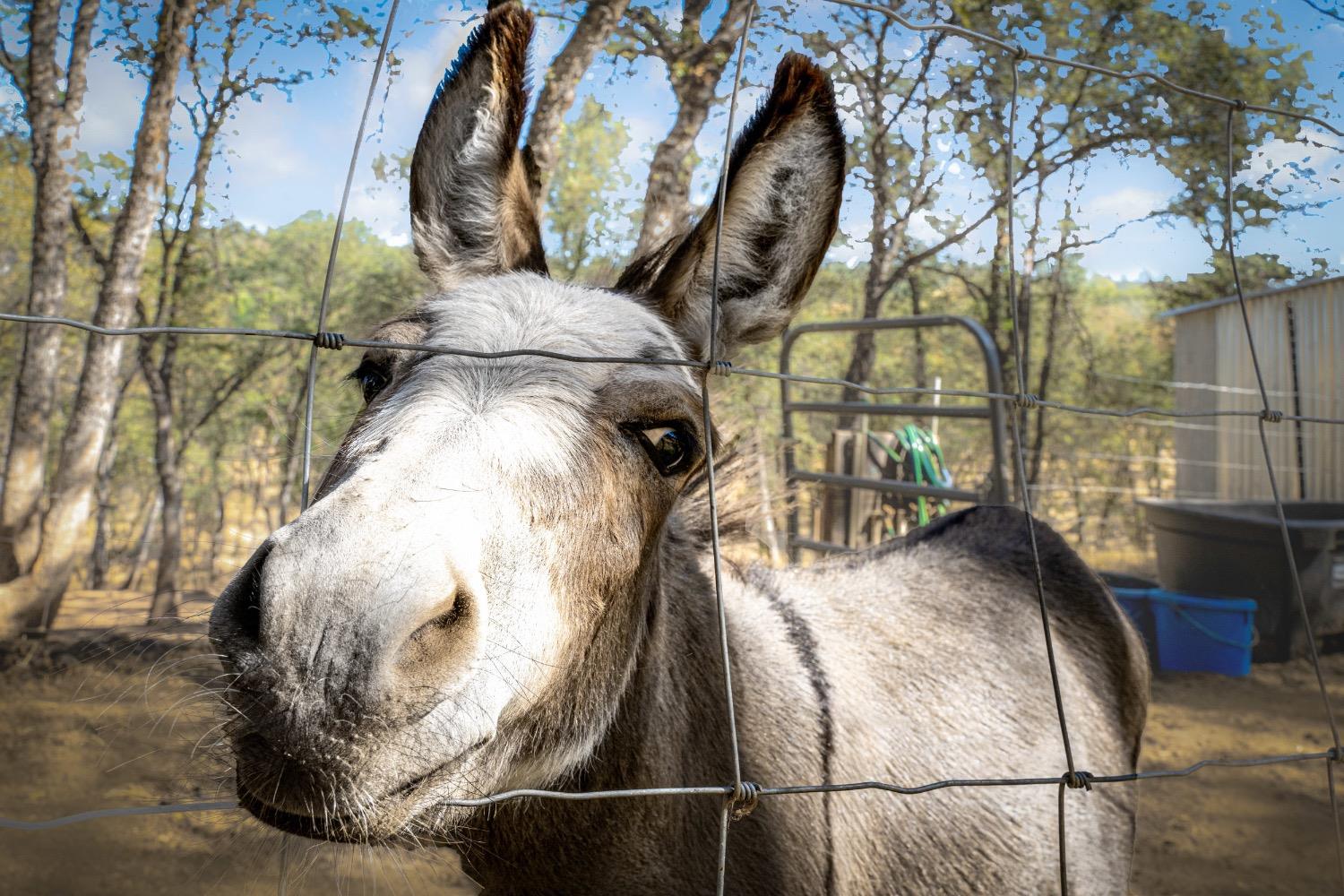 24090 Restive Way Grass Valley, CA 95949 - Photo 75 of 75