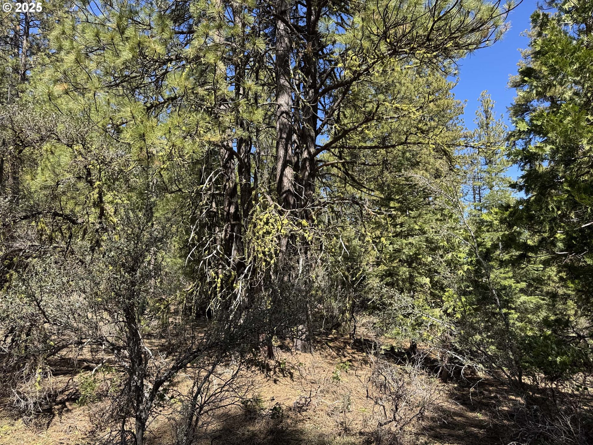 Horned Owl Lane Bonanza, OR 97623 - Photo 29 of 44