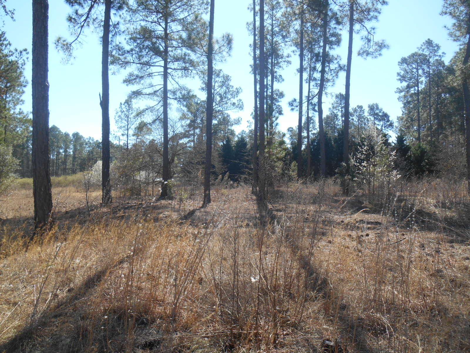 Tbd Kenric Point Rockingham, NC 28379 - Photo 2 of 3 DSCN1255