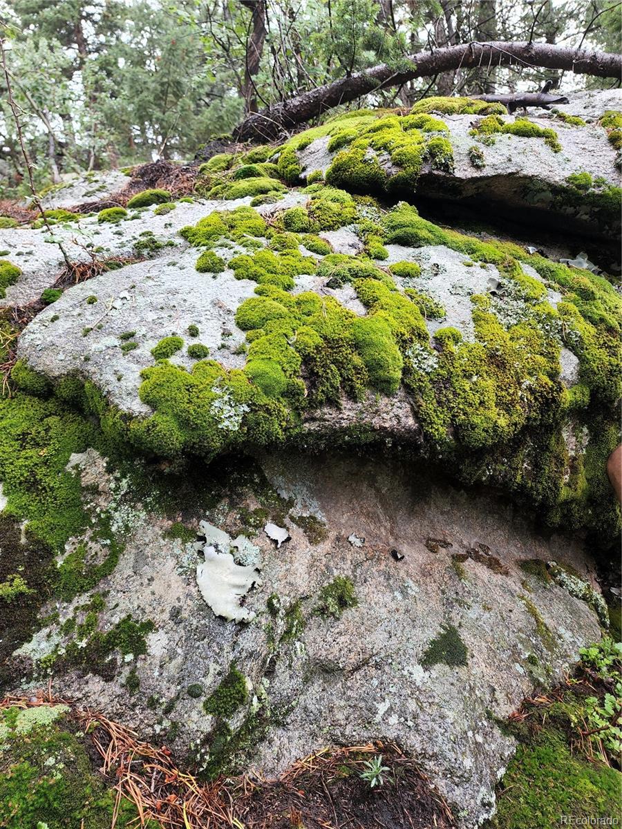 31429 Burke Road Golden, CO 80403 - Photo 15 of 40