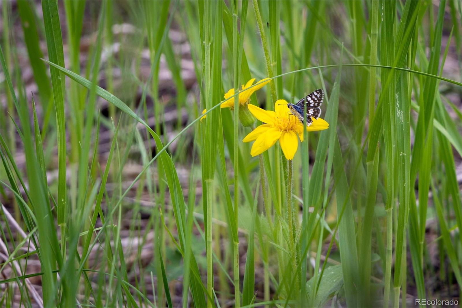 31429 Burke Road Golden, CO 80403 - Photo 22 of 40