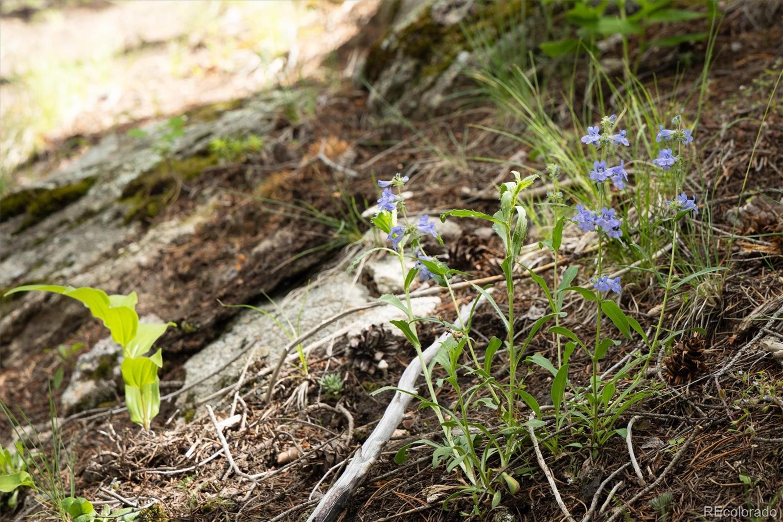 31429 Burke Road Golden, CO 80403 - Photo 24 of 40