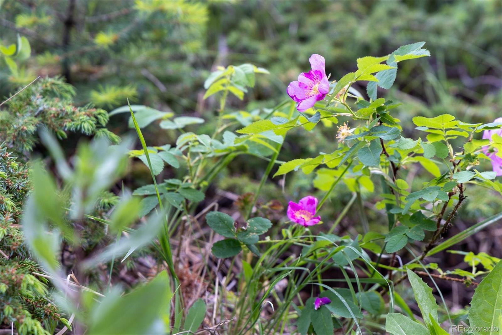 31429 Burke Road Golden, CO 80403 - Photo 30 of 40