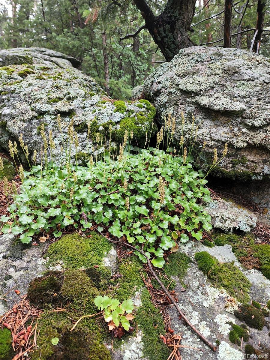 31429 Burke Road Golden, CO 80403 - Photo 38 of 40
