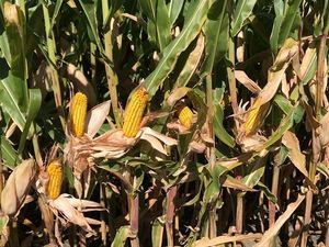 0 Us Rt 20 Winnebago, IL 61088 - Photo 6 of 7 a backyard of a house with lots of green space
