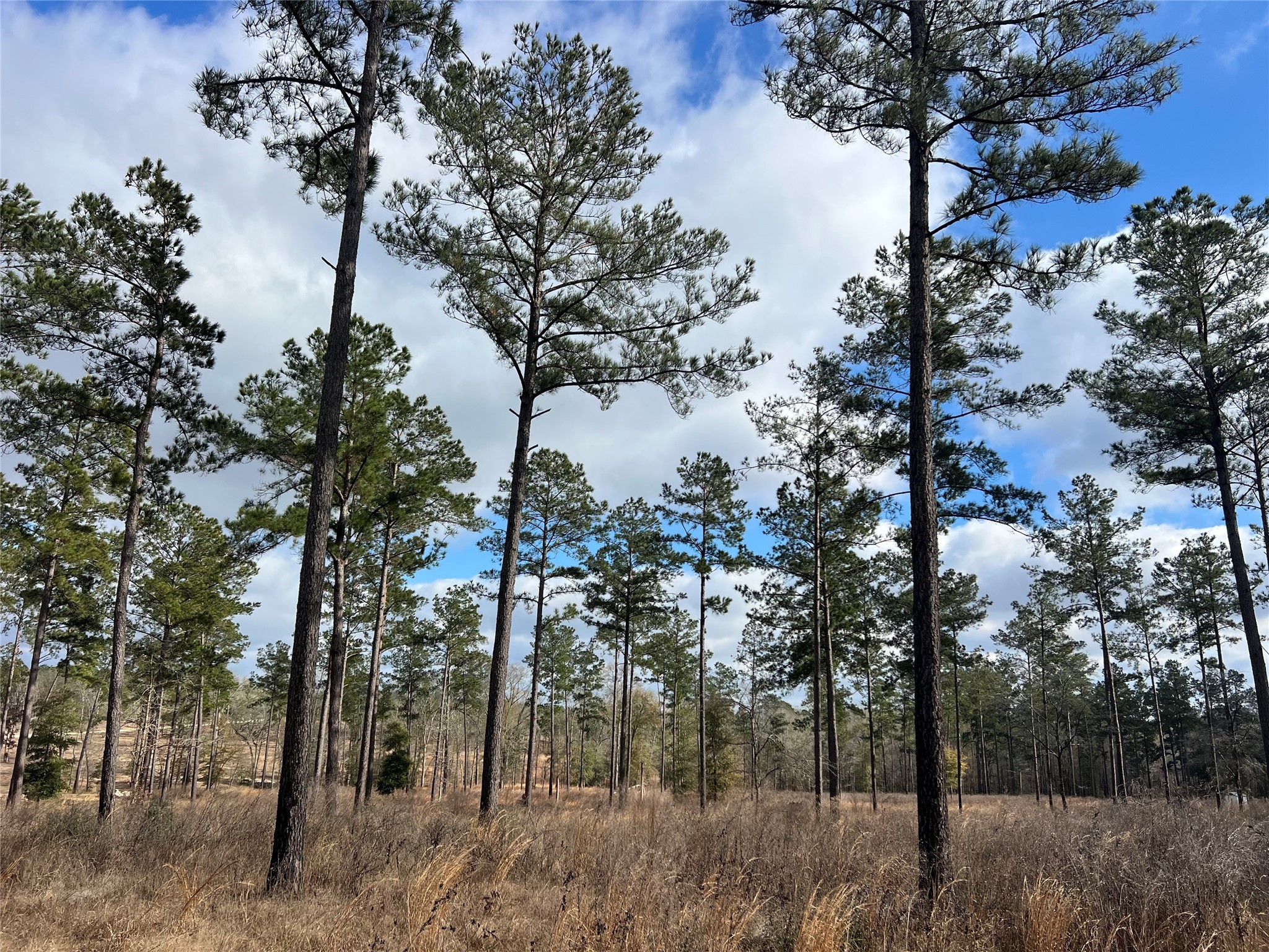 7 Red Lowe Road Livingston, TX 77351 - Photo 3 of 6 a view of a forest filled with trees