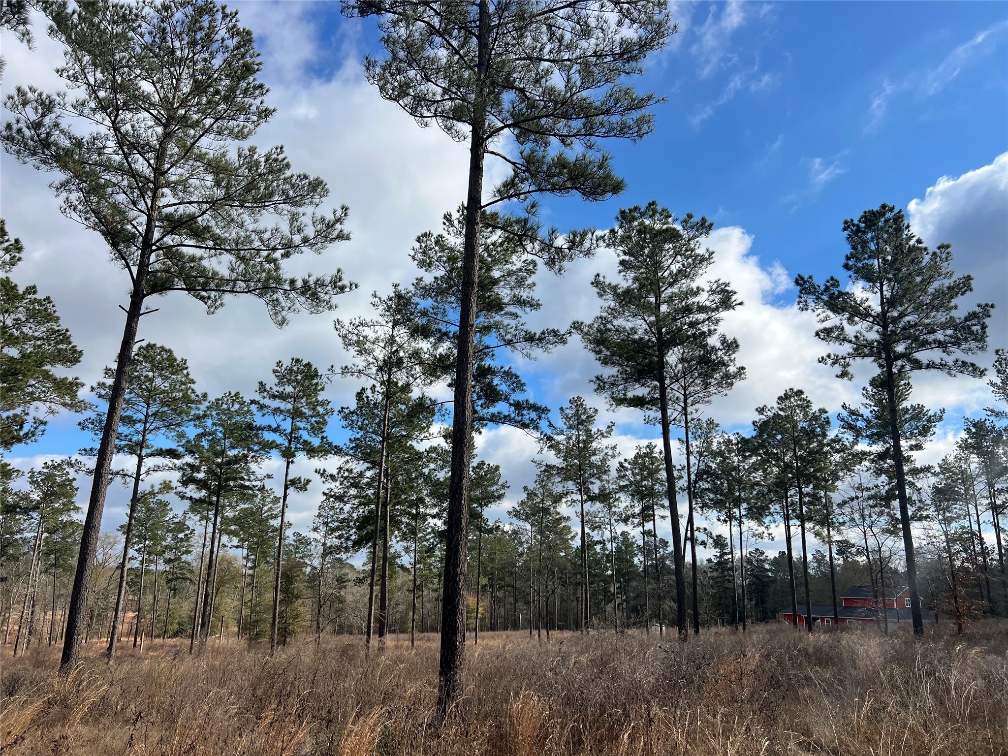 7 Red Lowe Road Livingston, TX 77351 - Photo 4 of 6 a view of outdoor space
