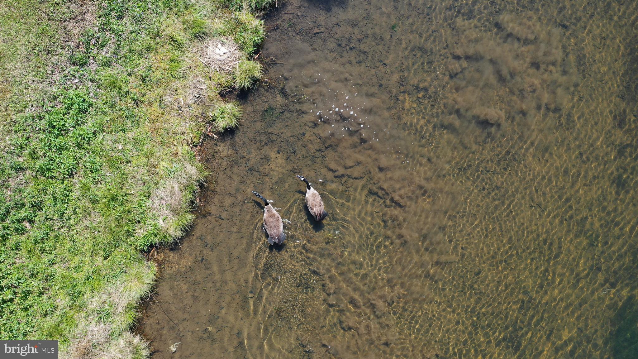 1129 Hemlock Road Grantsville, MD 21536 - Photo 47 of 72 Geese playing in the water
