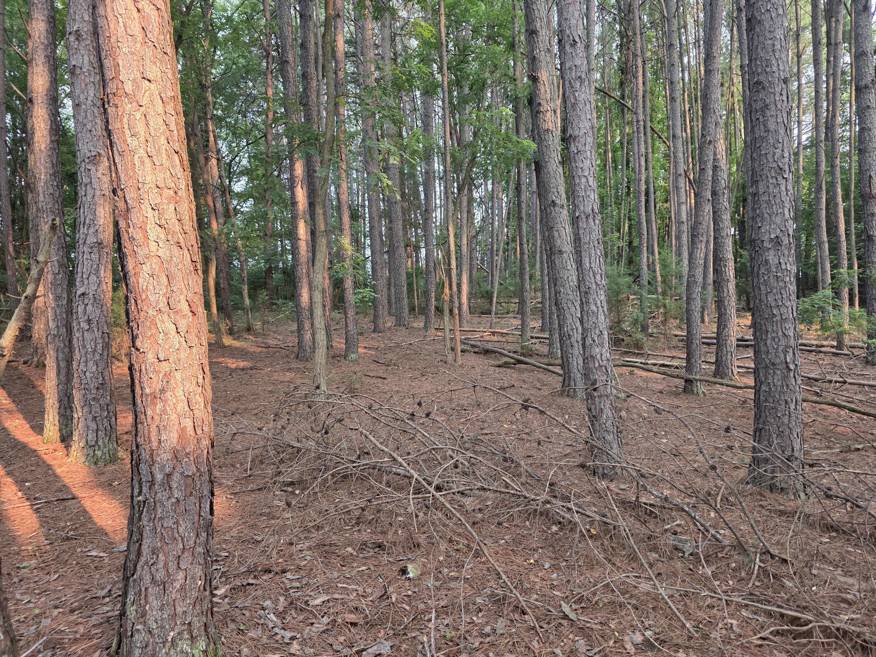 Lot 2 Morgans Fork Road Penhook, VA 24137 - Photo 3 of 5 20260715_081611