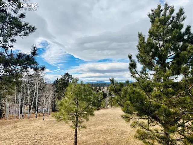 a view of a yard with trees