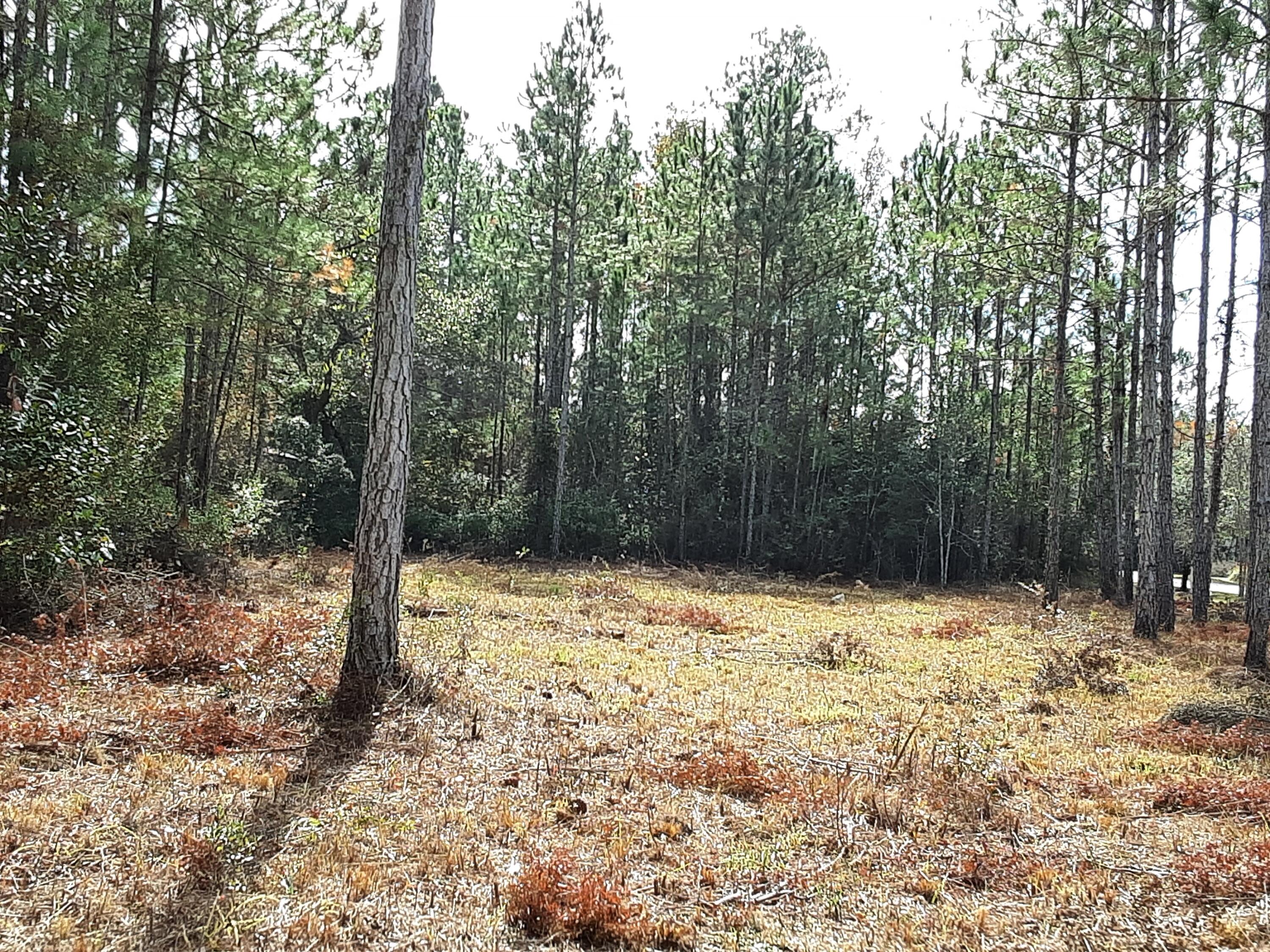 Lot 9 Bear Creek Freeport, FL 32439 - Photo 3 of 9 a view of a yard with trees