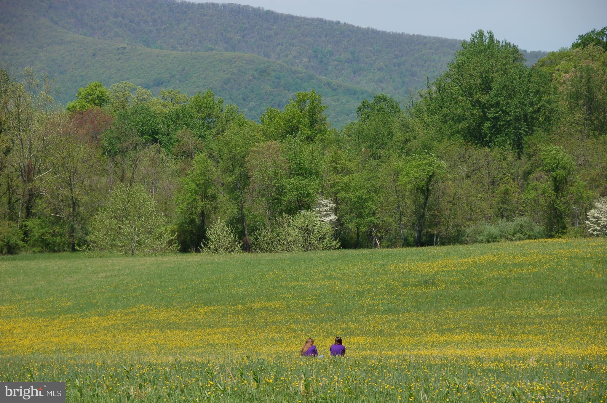 263 Tiger Valley Road Washington, VA 22747 - Photo 48 of 48 Wildflowers and Mountain Views