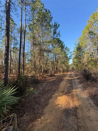 a view of road and trees