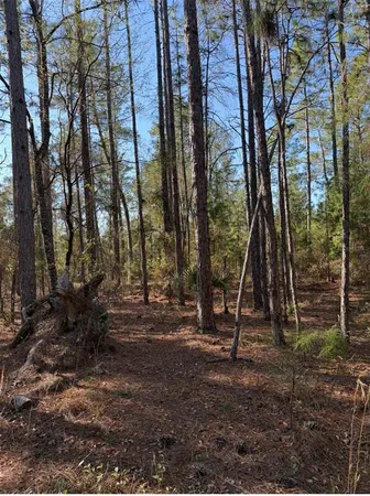 a view of a forest filled with trees