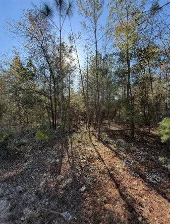 a view of a forest with trees in the background