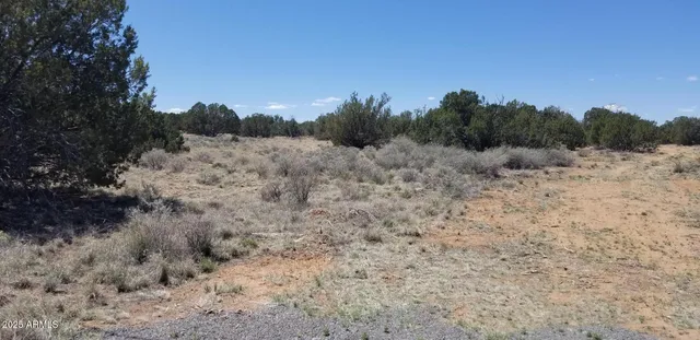 a view of a dry covered with lots of trees