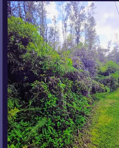 a view of a garden with plants and a bench