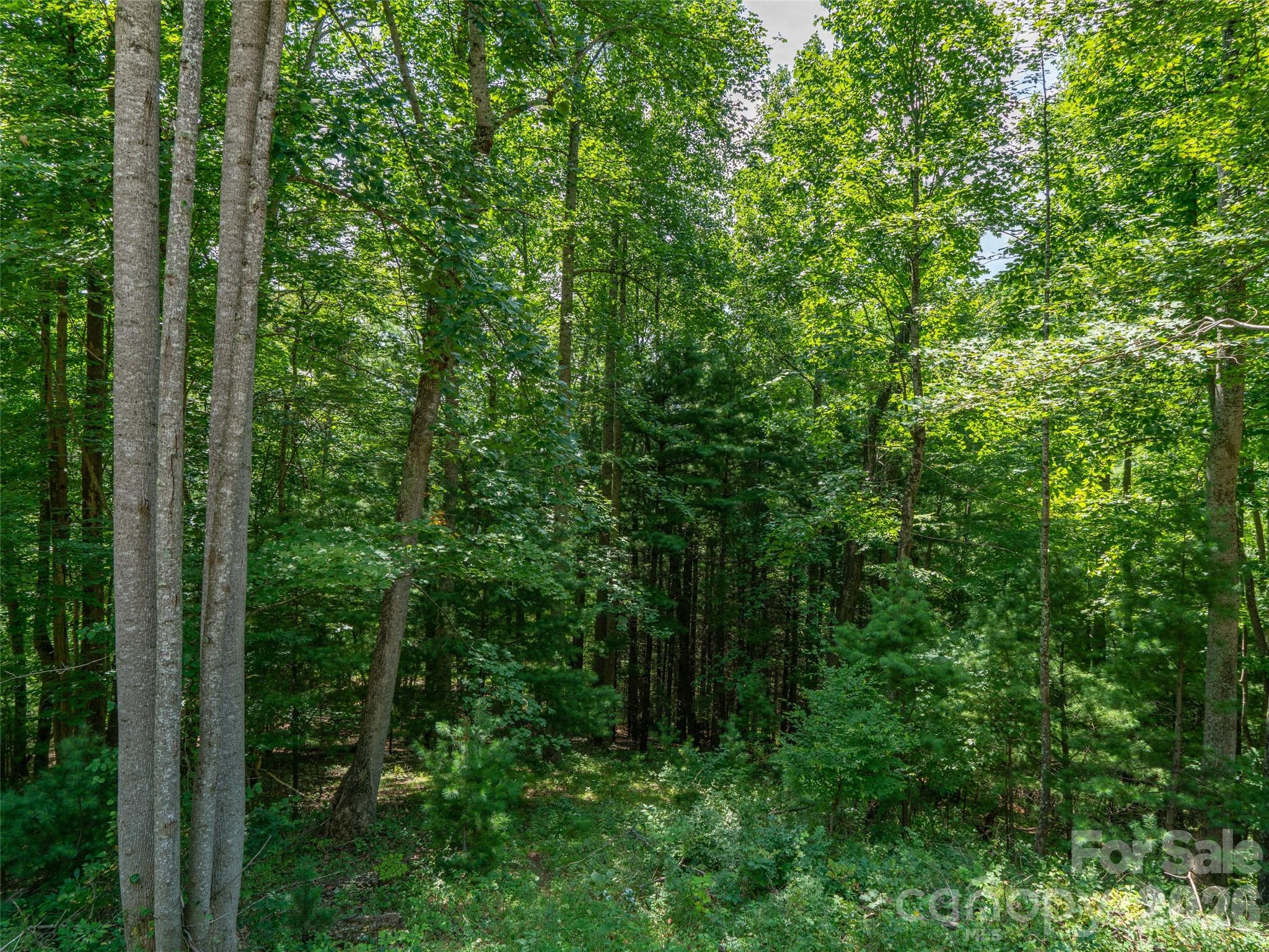 0 Locust Rough Mountain Road, Unit LOT 6 Burnsville, NC 28714 - Photo 17 of 26