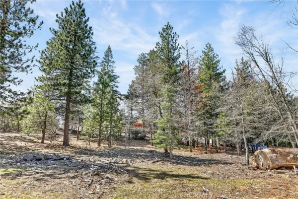 a view of a yard with plants and trees
