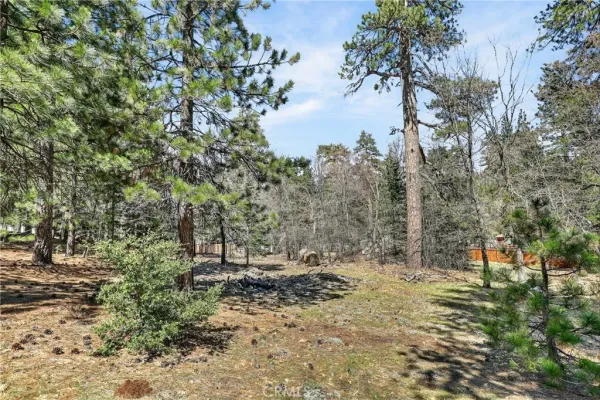 a view of a forest with trees