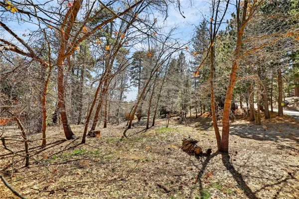 a view of a forest with trees
