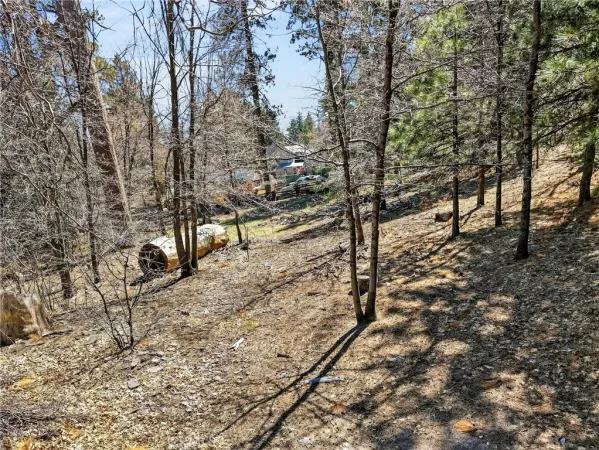 a view of a yard with trees