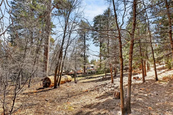 a view of road and trees