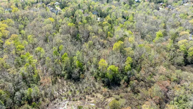 a view of a forest with a tree