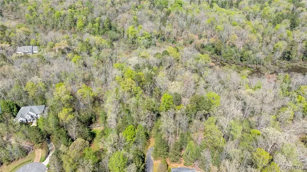 a close view of a forest