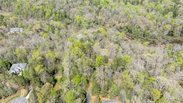 a close view of a forest