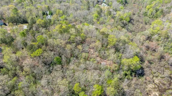 a view of a forest with a tree