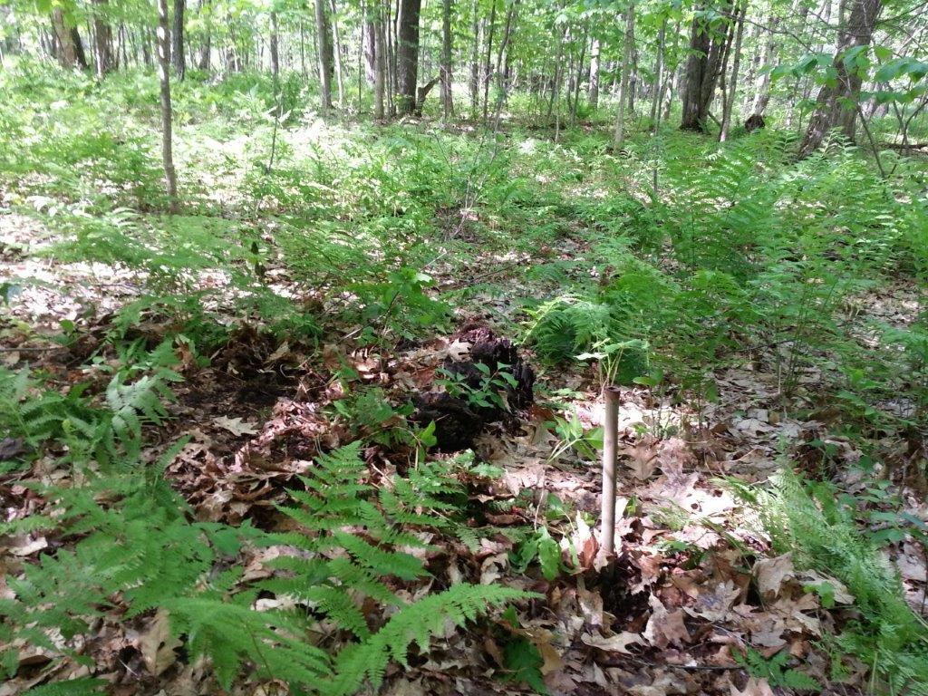 1146 Auburn Road Peru, ME 04290 - Photo 18 of 20 18 Lot
