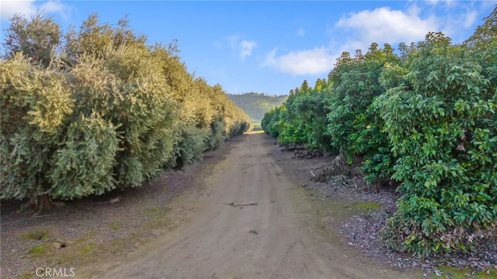 19400 398th Woodlake, CA 93286 - Photo 11 of 51 a view of a dirt road with trees in the background