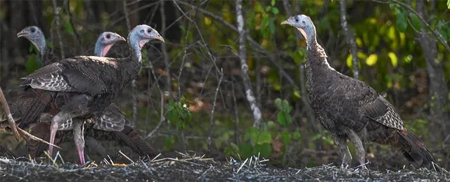 $695,000 | 1318 Oakwood Drive, Hollister, MO 65672