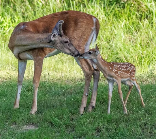 $695,000 | 1318 Oakwood Drive, Hollister, MO 65672