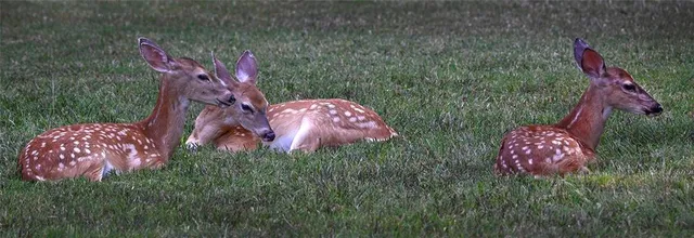 $695,000 | 1318 Oakwood Drive, Hollister, MO 65672