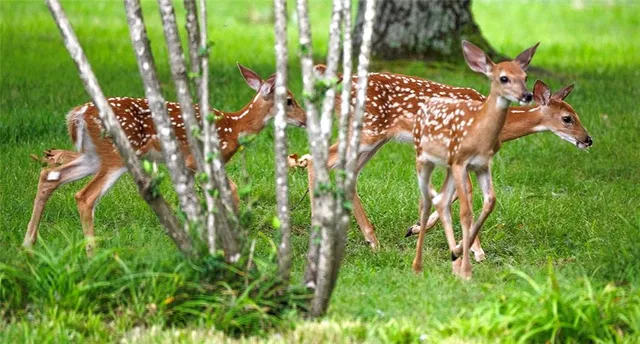 $695,000 | 1318 Oakwood Drive, Hollister, MO 65672