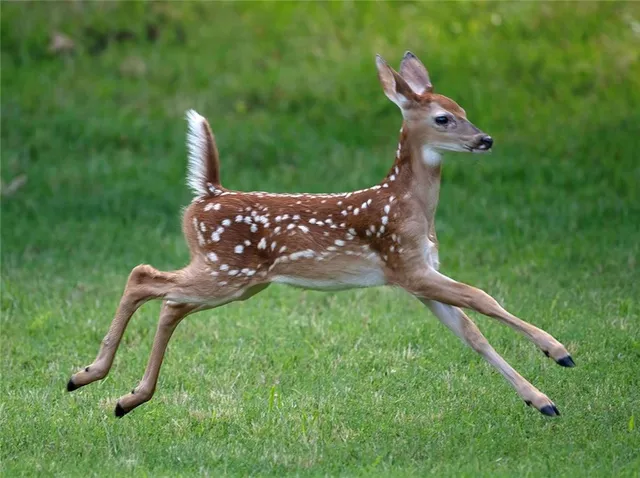 $695,000 | 1318 Oakwood Drive, Hollister, MO 65672