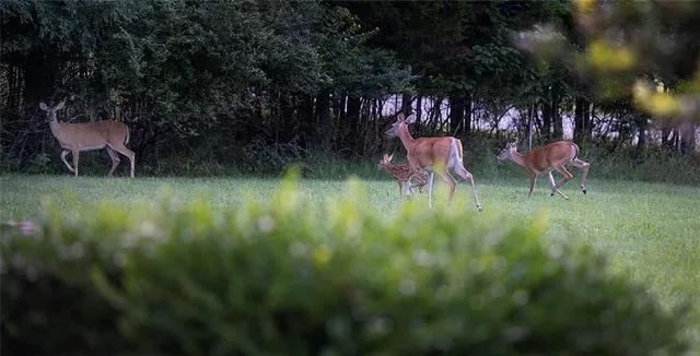 $695,000 | 1318 Oakwood Drive, Hollister, MO 65672