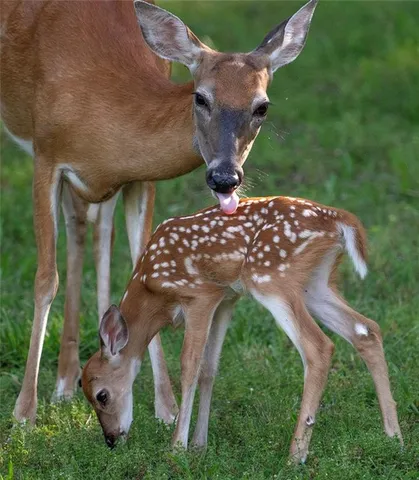 $695,000 | 1318 Oakwood Drive, Hollister, MO 65672