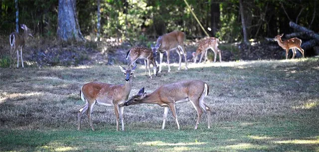 $695,000 | 1318 Oakwood Drive, Hollister, MO 65672