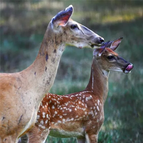 $695,000 | 1318 Oakwood Drive, Hollister, MO 65672