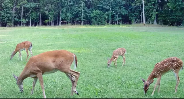 $695,000 | 1318 Oakwood Drive, Hollister, MO 65672